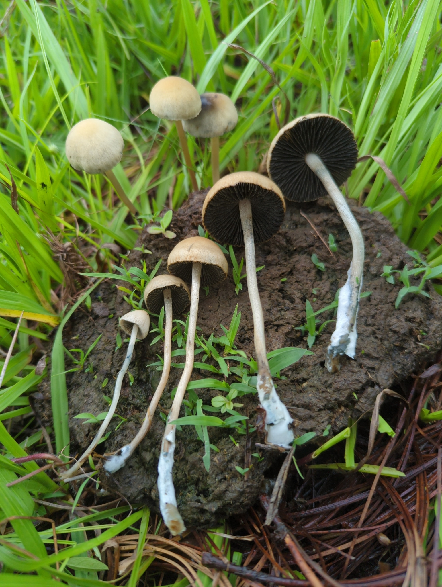 Panaeolus Cyanescens
